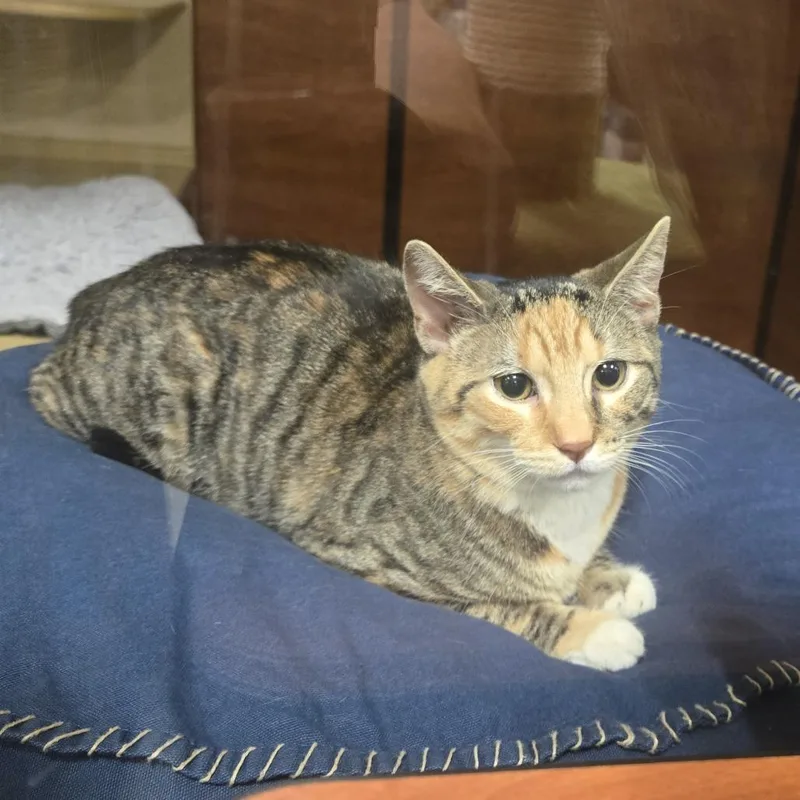 A young medium-sized female Brown / Chocolate Domestic Short Hair cat named Nougat for adoption in Philadelphia, PA