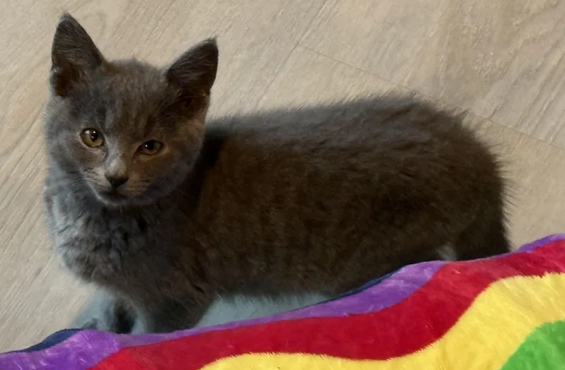 A baby small-sized female Gray / Blue / Silver Russian Blue cat named Jillian & Jessica for adoption in Dayville, CT