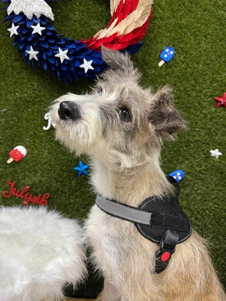 Rufus thumbnail 4