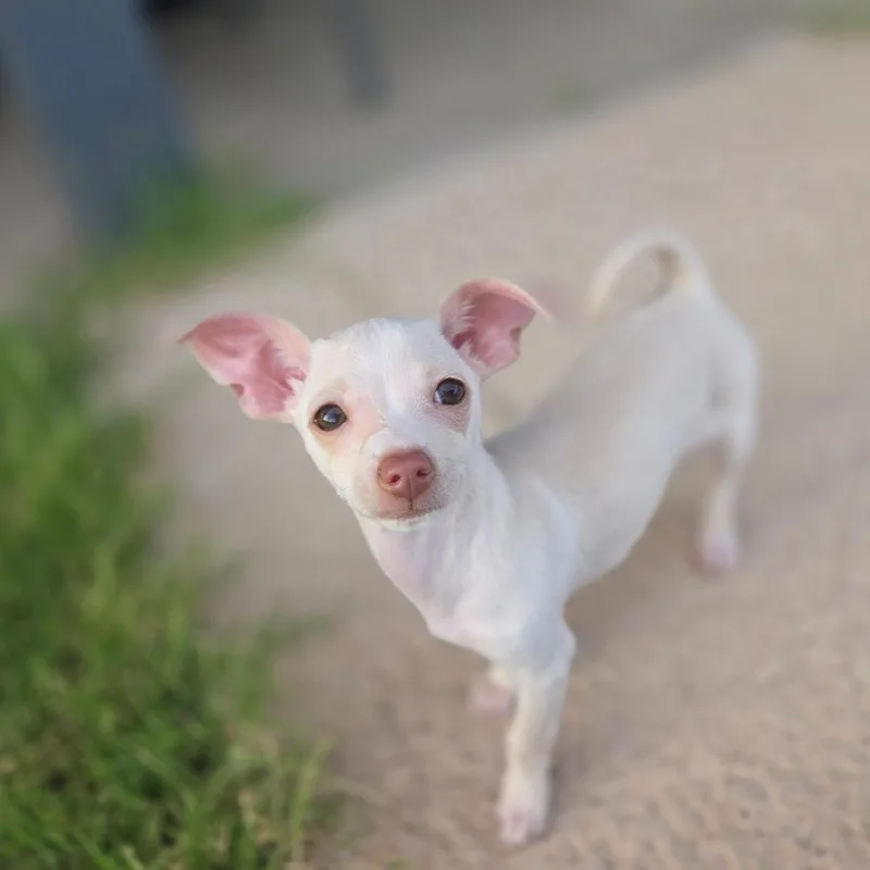 Dobby