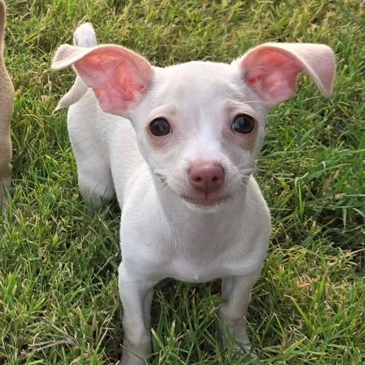 Dobby thumbnail 3