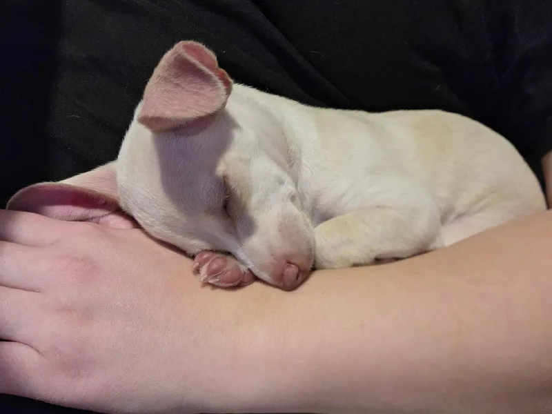 Dobby thumbnail 4