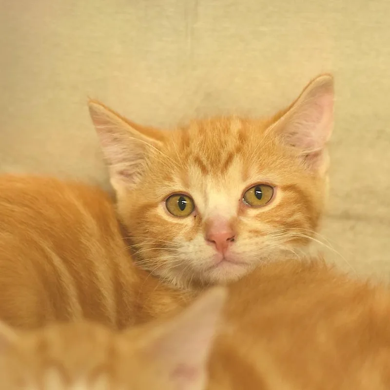 A baby small-sized male Orange / Red Domestic Short Hair cat named Banana for adoption in Belleville, IL
