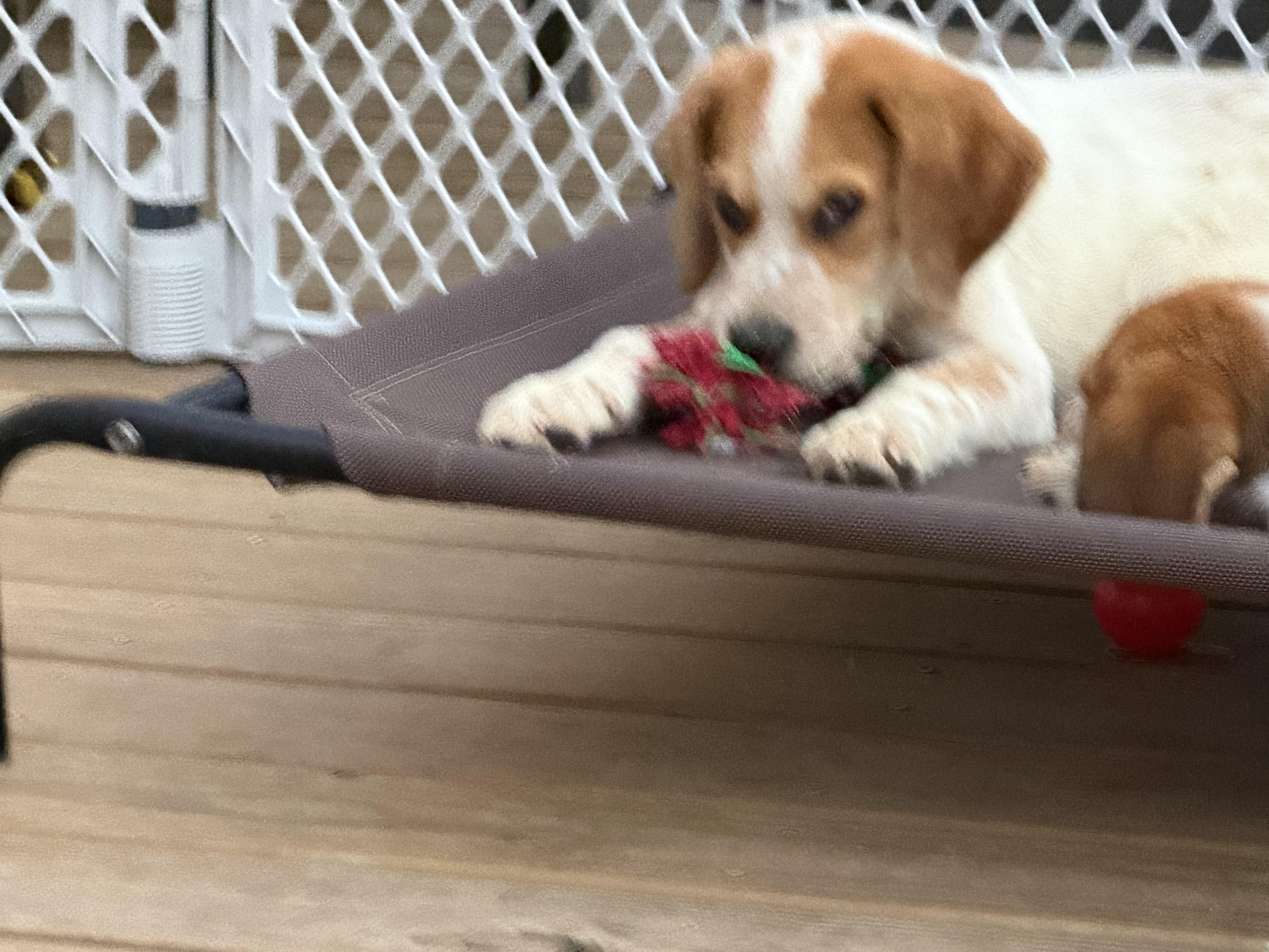 A baby large-sized male Hound dog named Cypress for adoption in Stuarts Draft, VA