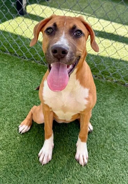 A young medium-sized female Mixed Breed dog named Lula for adoption in Columbia, SC