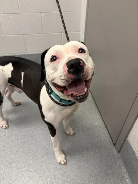 A young large-sized male American Bulldog dog named Billy for adoption in Indianapolis, IN