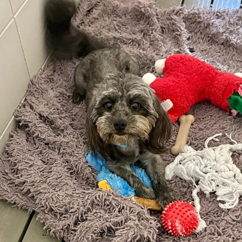 An adult small-sized female Gray / Blue / Silver Mixed Breed dog named Zoey for adoption in Westhampton, NY