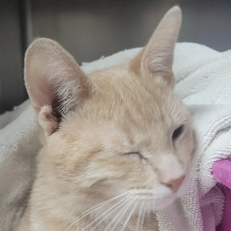 A young medium-sized male Domestic Short Hair cat named Erie for adoption in Plover, WI