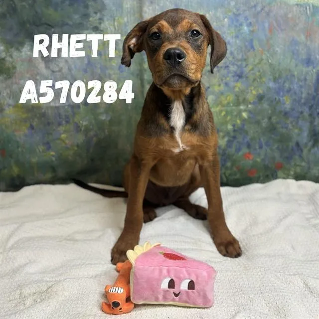 A baby medium-sized male Doberman Pinscher dog named Rhett for adoption in Huntsville, AL