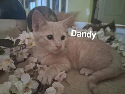 A young small-sized male Domestic Short Hair cat named B Dandy for adoption in North Charleston, SC