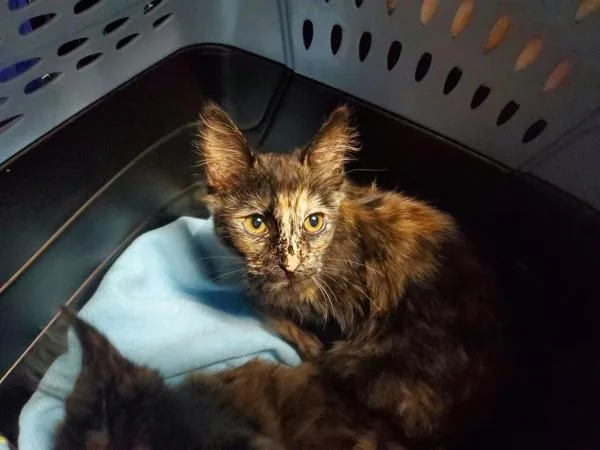 A baby small-sized female Domestic Long Hair cat named Cello for adoption in Oceanside, CA