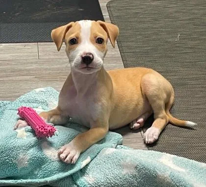 A baby medium-sized male Pit Bull Terrier dog named Mateo for adoption in Malvern, PA