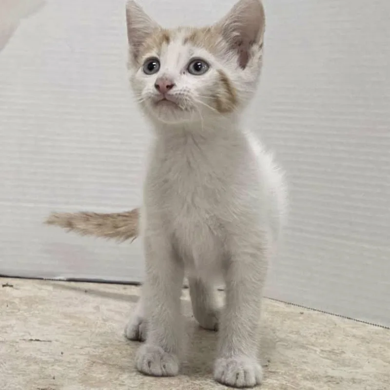 A baby small-sized male Domestic Short Hair cat named Luca for adoption in Clairton, PA