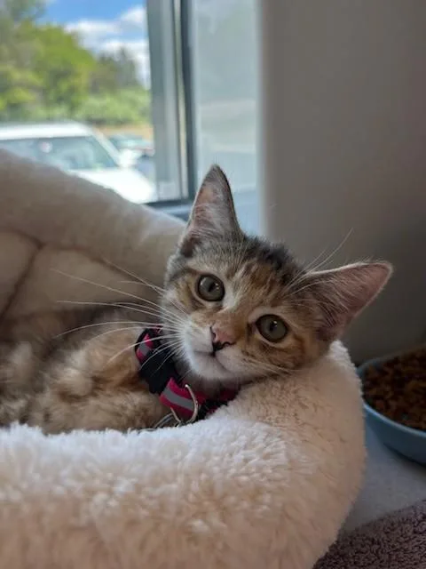 A baby small-sized female Domestic Short Hair cat named Blossom for adoption in Leesburg, VA
