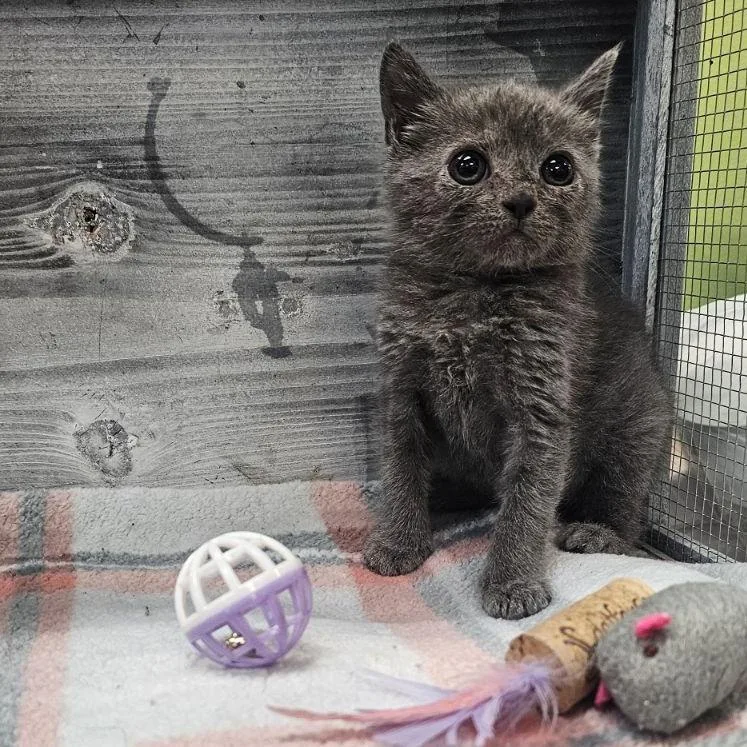 A baby small-sized female Gray / Blue / Silver Domestic Short Hair cat named Steel for adoption in Lynchburg, VA