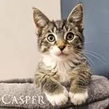 A baby medium-sized female Brown / Chocolate Domestic Short Hair cat named Casper for adoption in Dodgeville, WI