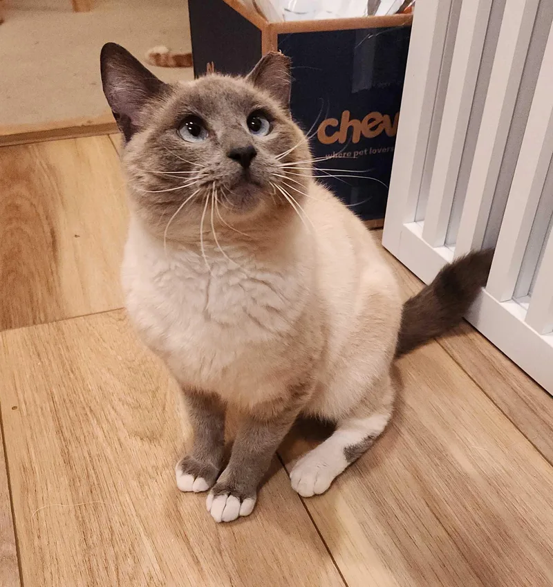 Blueberry Muffin thumbnail 2