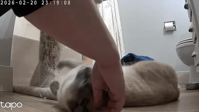 Blueberry Muffin thumbnail 3