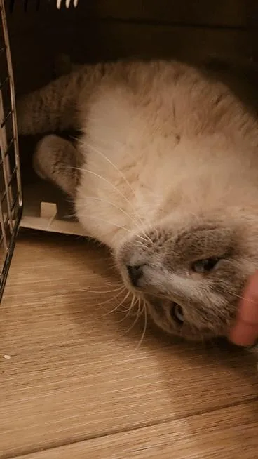 Blueberry Muffin thumbnail 5