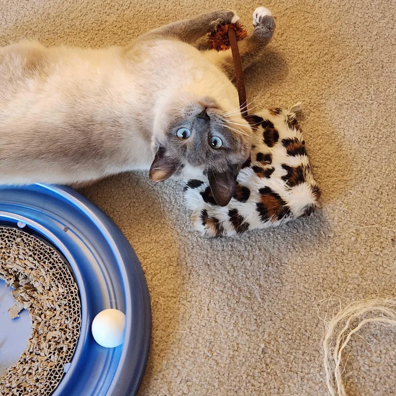 Blueberry Muffin thumbnail 6