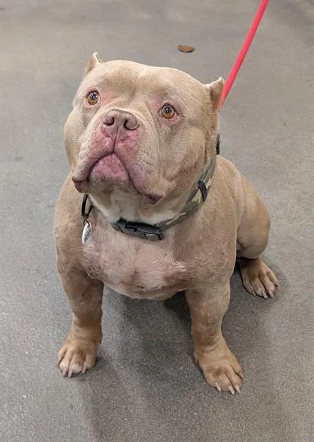 An adult medium-sized male Pit Bull Terrier dog named King for adoption in Upper Marlboro, MD