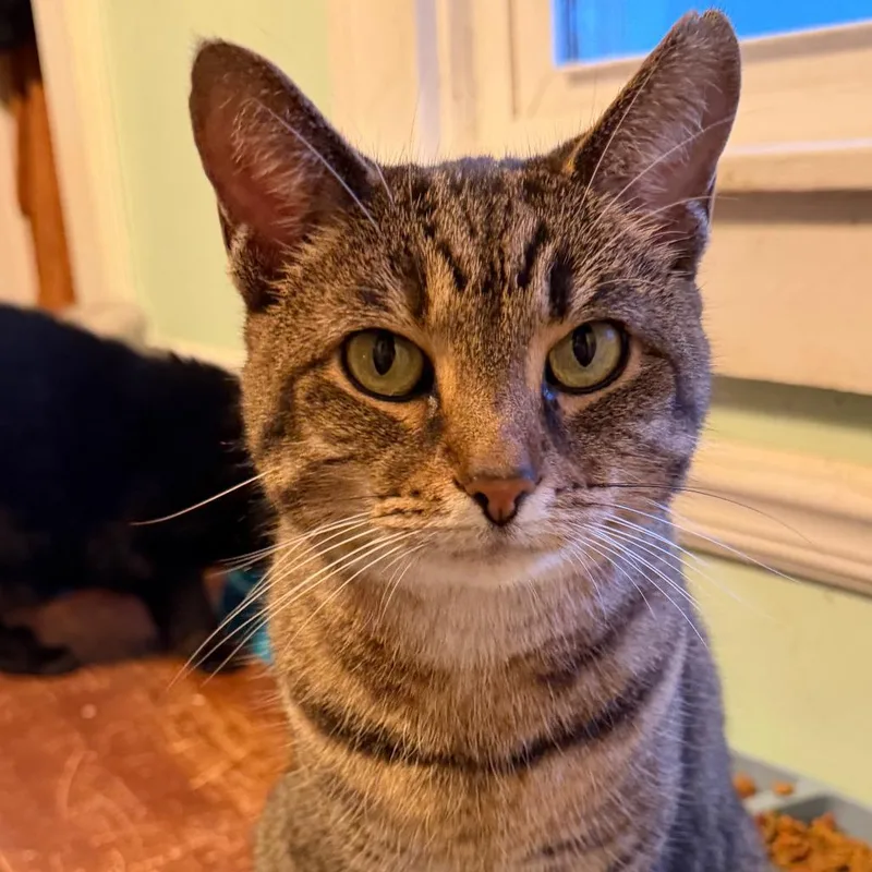 An adult small-sized female Brown / Chocolate Domestic Short Hair cat named Milo for adoption in Melbourne, KY