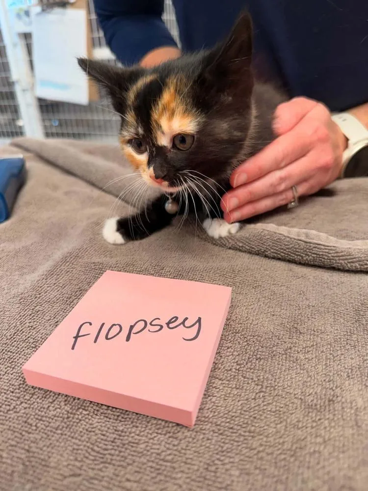 Flopsey