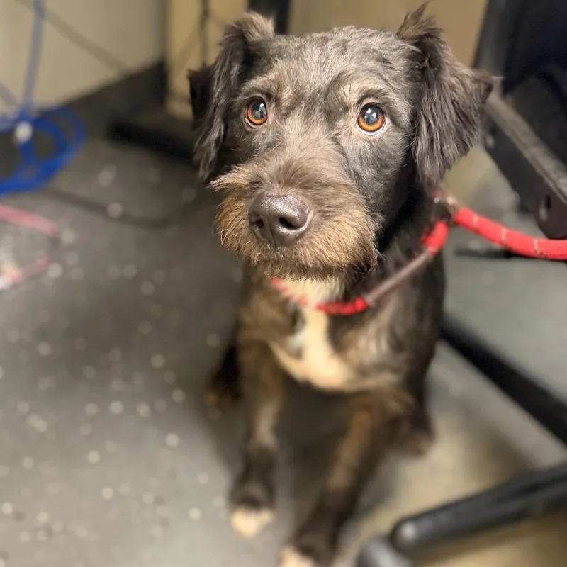 An adult medium-sized female Black Mixed Breed dog named Piper for adoption in Columbiana, AL