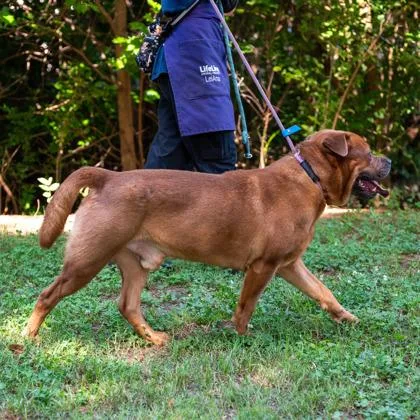 An adult large-sized male Mixed Breed dog named Chowser for adoption in Chamblee, GA