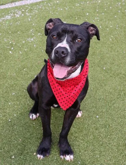 An adult large-sized male Pit Bull Terrier dog named Ringo Athens for adoption in Rockaway, NJ