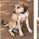 A baby small-sized male Terrier dog named Beau for adoption in Tampa, FL