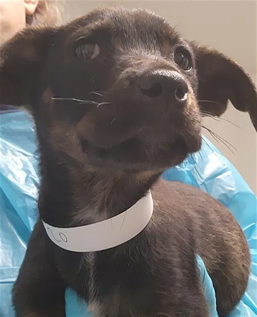A baby small-sized female Sheep Dog dog named Annabelle Lee for adoption in Bakersfield, CA