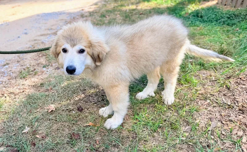 A baby extra large-sized male Great Pyrenees dog named Powder for adoption in Fosters, AL
