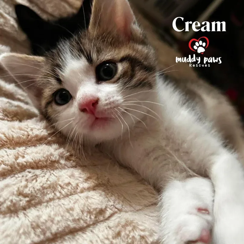 Porch Swing: Cream