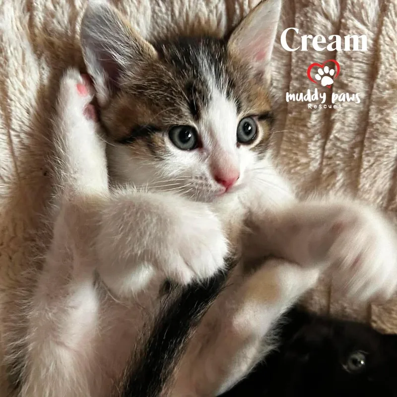 Porch Swing: Cream thumbnail 2