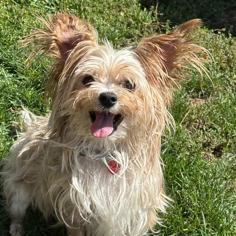 A senior small-sized male Yellow / Tan / Blond / Fawn Mixed Breed dog named Clint for adoption in Medford, OR