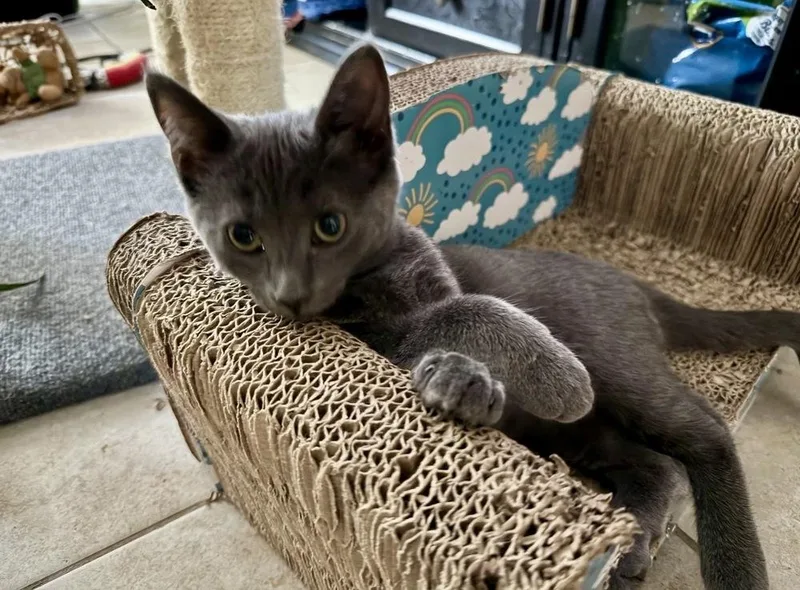 A baby small-sized female Gray / Blue / Silver Domestic Short Hair cat named Celeste for adoption in Gardena, CA