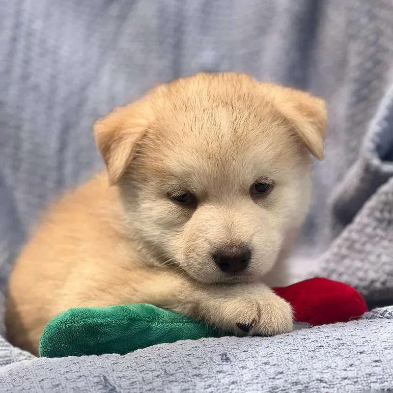 A baby large-sized male Shepherd dog named Marshmallow Pup  Rocky for adoption in San Diego, CA