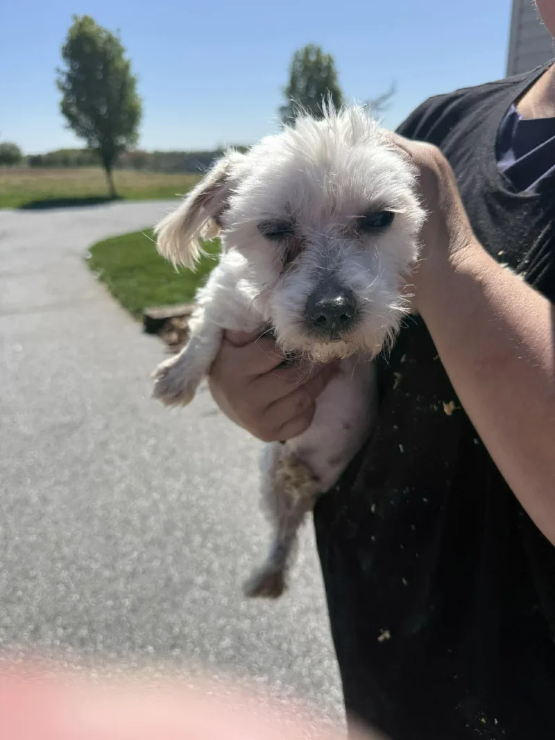 An adult small-sized female Maltese dog named Selena for adoption in Havertown, PA