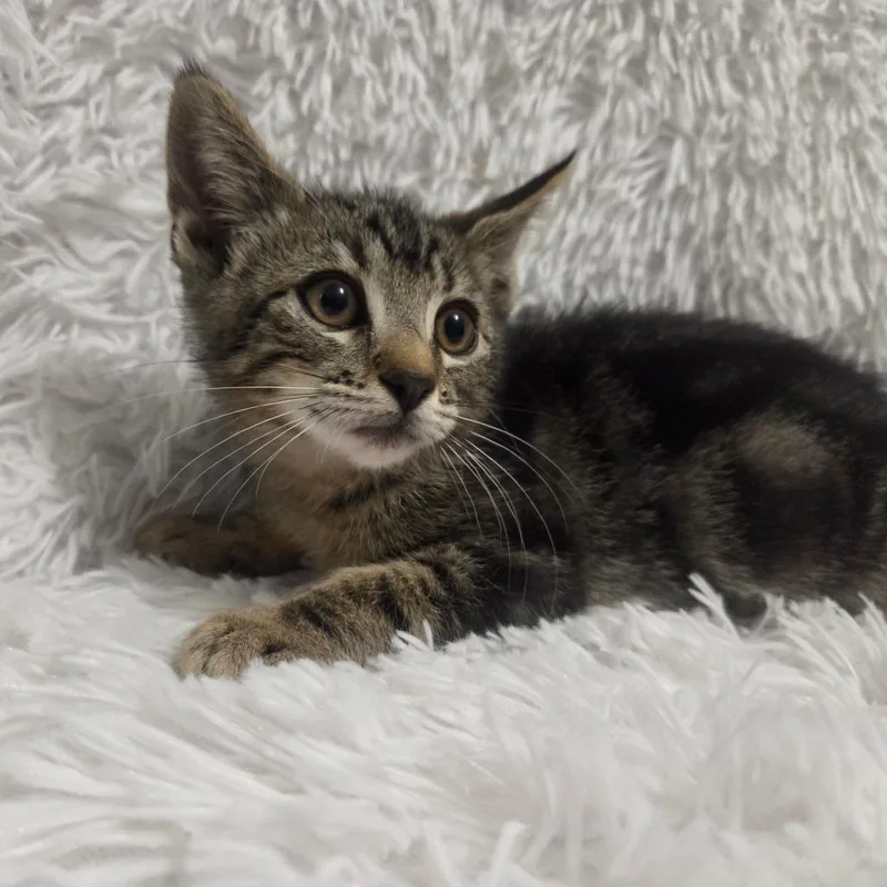 A baby small-sized female Brown / Chocolate Domestic Short Hair cat named Frappucino for adoption in Brea, CA