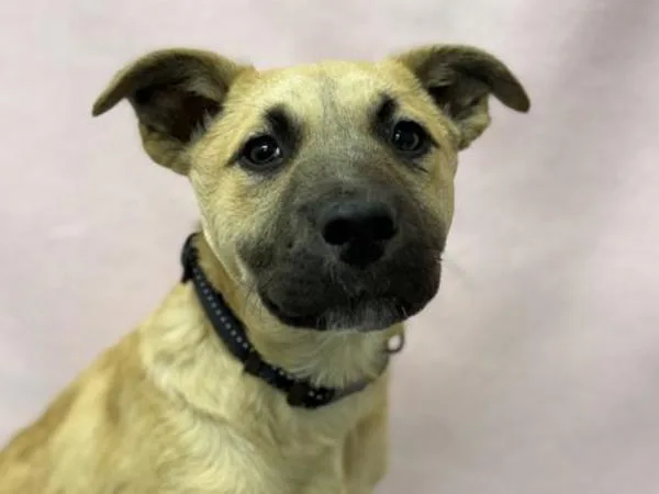 A baby small-sized male Pit Bull Terrier dog named Dale for adoption in Portland, OR