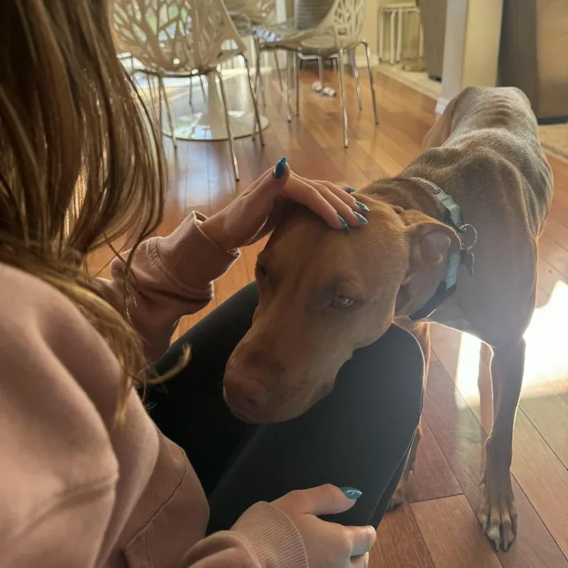 A young medium-sized male Red / Chestnut / Orange Vizsla dog named Rory for adoption in Bend, OR