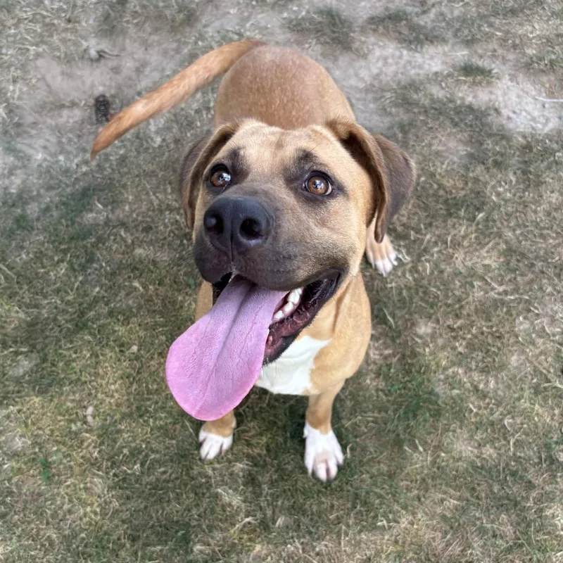 An adult medium-sized female Yellow / Tan / Blond / Fawn Mixed Breed dog named Alfredo for adoption in Beckley, WV