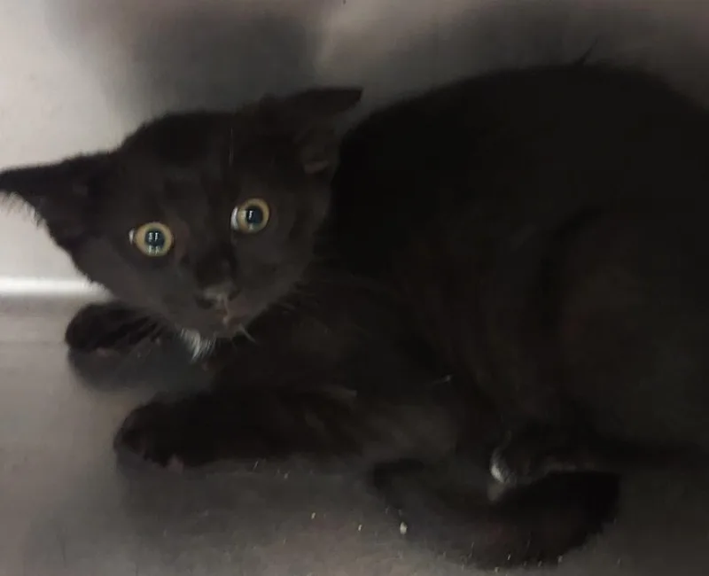 A baby large-sized male Domestic Short Hair cat named Jim for adoption in Cartersville , GA