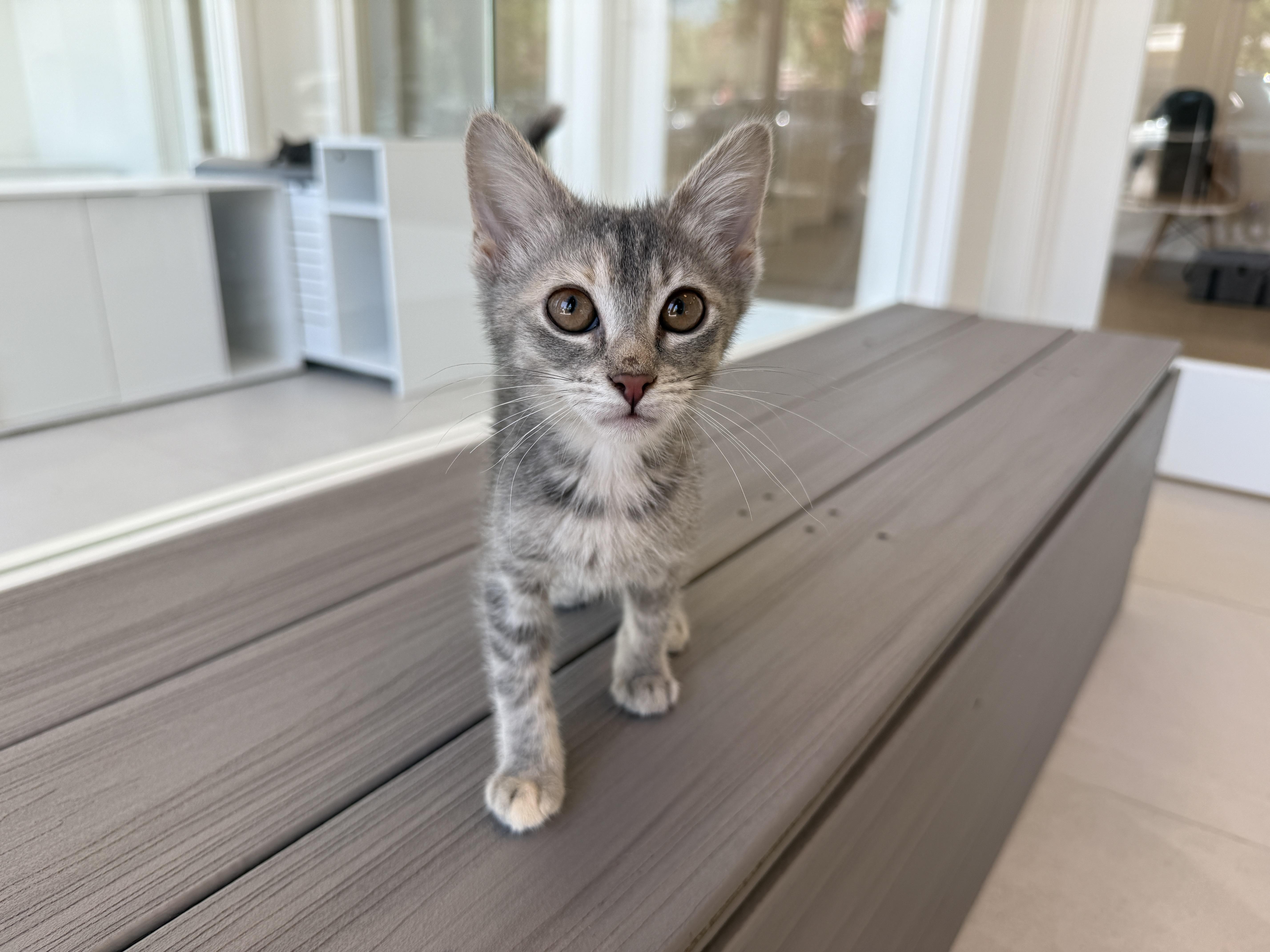 A baby medium-sized female Domestic Short Hair cat named Wednesday for adoption in Evanston, IL