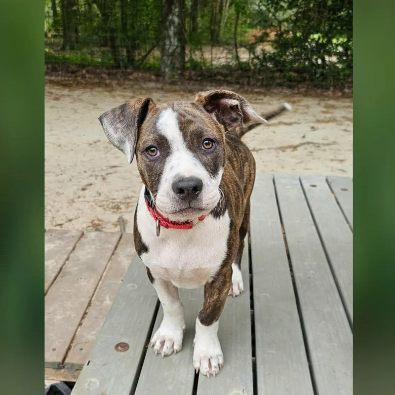 A baby large-sized female Brindle Mixed Breed dog named Sidra for adoption in BONIFAY, FL