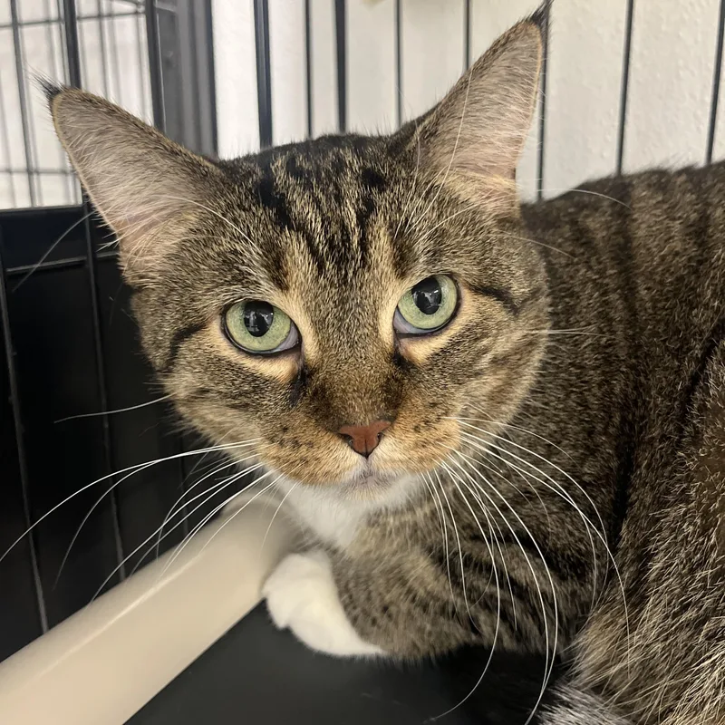 An adult large-sized female Buff / Tan / Fawn Tabby cat named Bootsie for adoption in Grosse Ile, MI