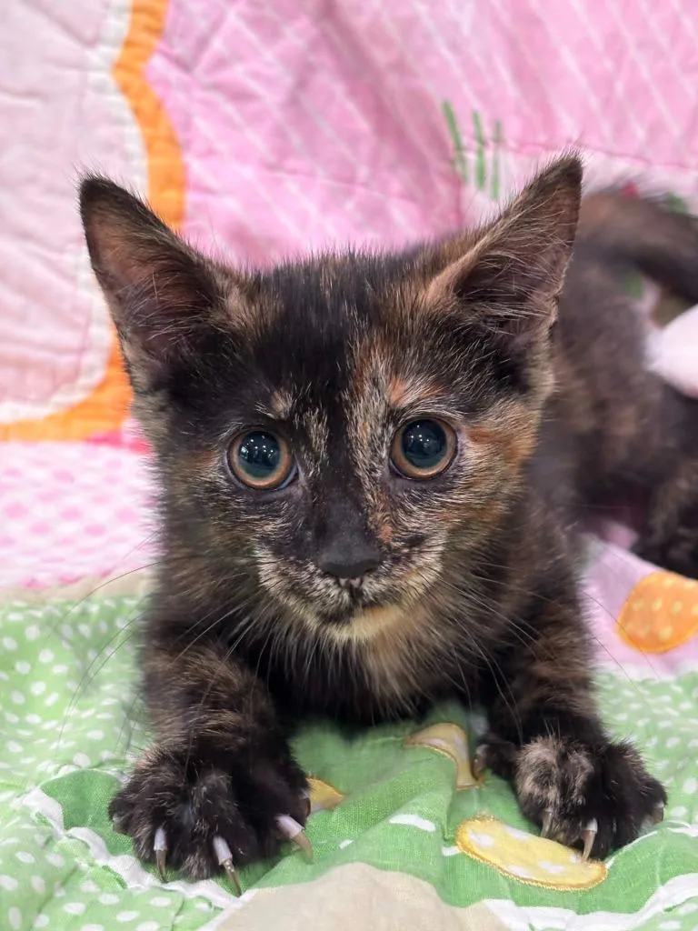 A baby medium-sized female Domestic Short Hair cat named Tammy for adoption in Warrenton, NC