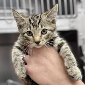A baby small-sized male Brown / Chocolate Domestic Short Hair cat named Timber for adoption in New Fairfield, CT