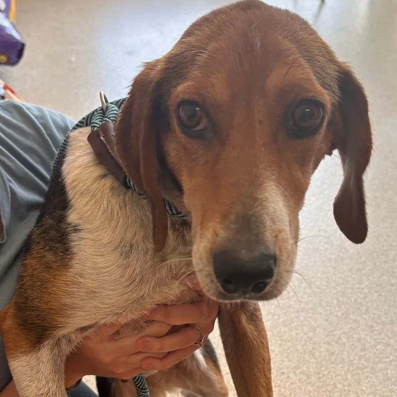 A young medium-sized female Brown / Chocolate Hound dog named Miley for adoption in Gloucester, VA